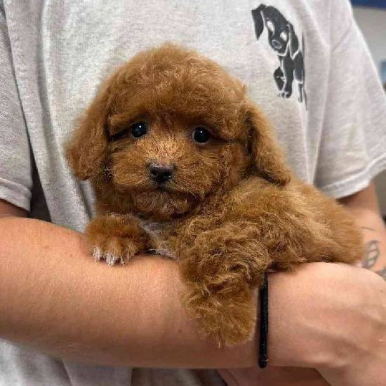 Mini Poodle