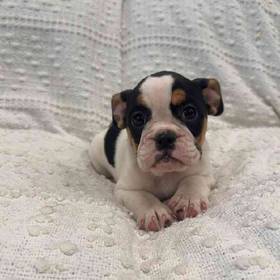 Bulldog Mix