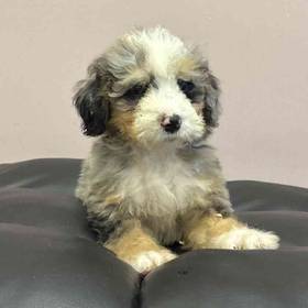 Mini  Bernedoodle