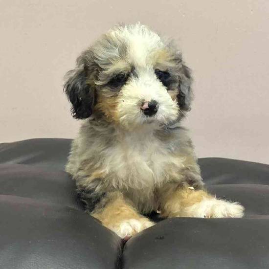 Mini  Bernedoodle