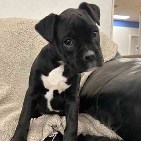 Boxer
