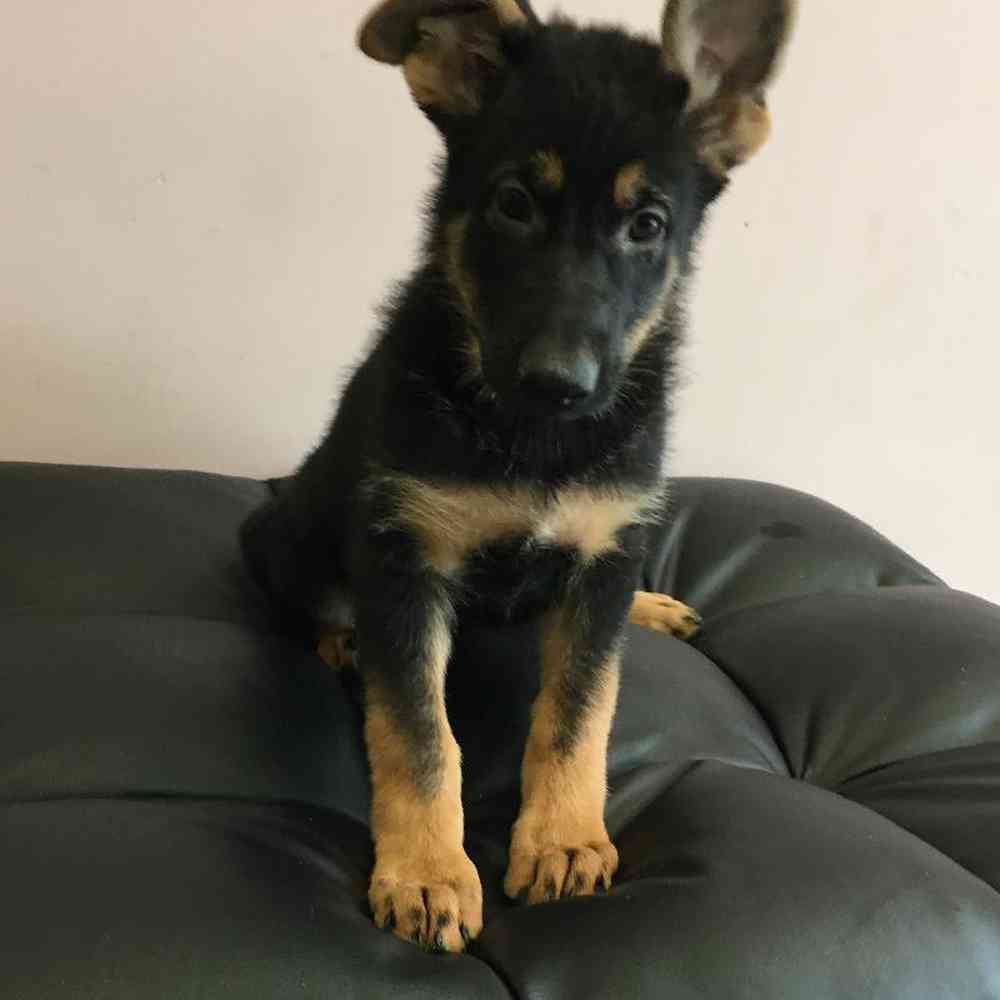 German Shepherd Puppy for sale The Perfect Puppy Plainville MA