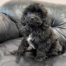 Cavapoo