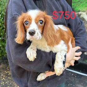 Cavalier King Charles Spaniel
