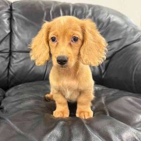 Dachshund
