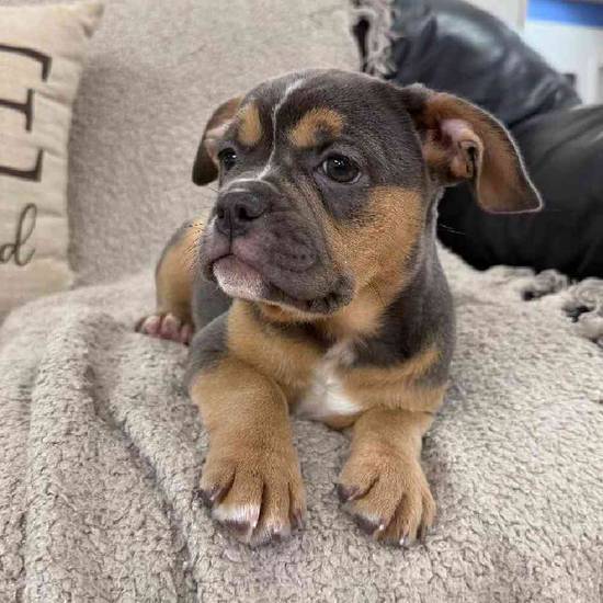 Bulldog Mix