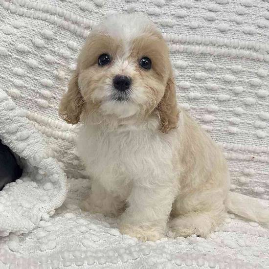 Cavachon