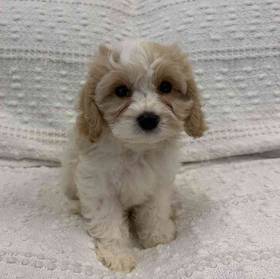 Cavachon