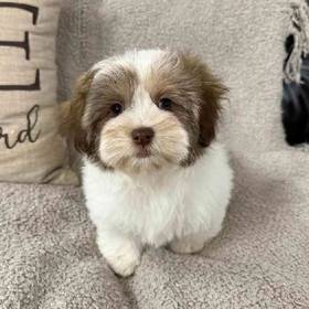 Havanese