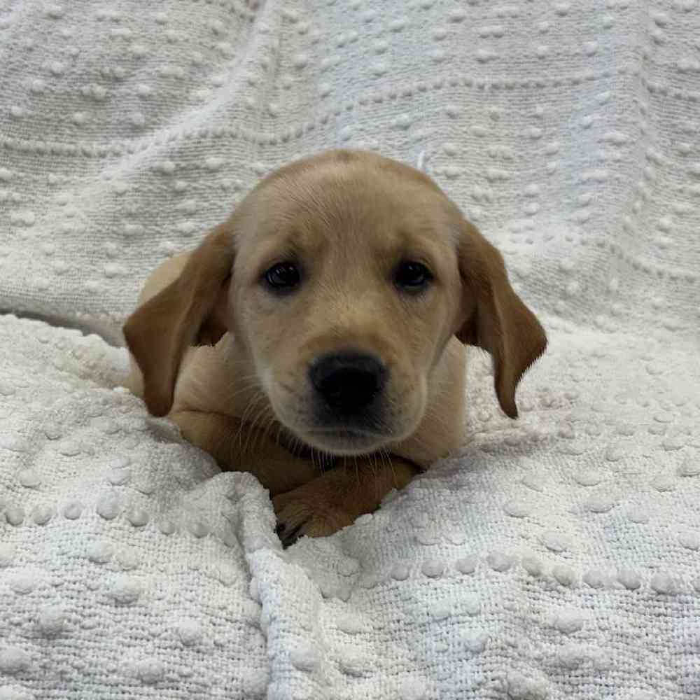 Image of a pet breed in the gallery