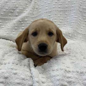 Golden Retriever Mix