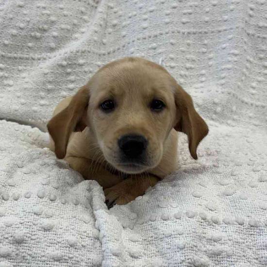 Golden Retriever Mix