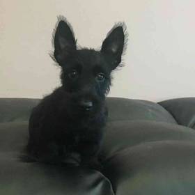 Scottish Terrier