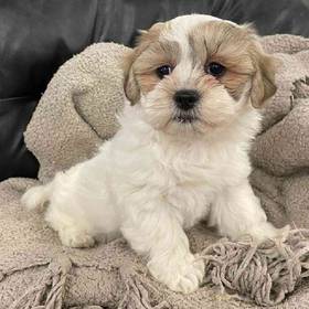 Shih-chon (Teddy Bear)