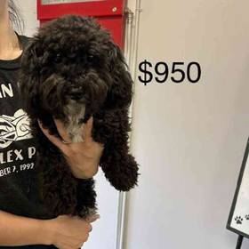 Bichon-Poo