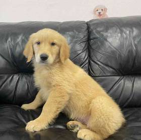Golden Retriever