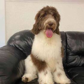 Newfie-Poo Mix