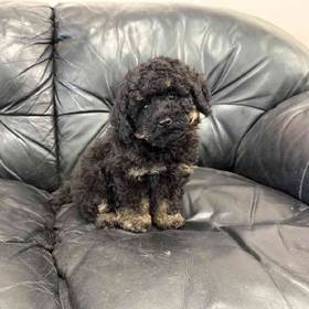 Bichon-Poo