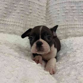 Frenchton
