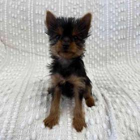 Yorkie