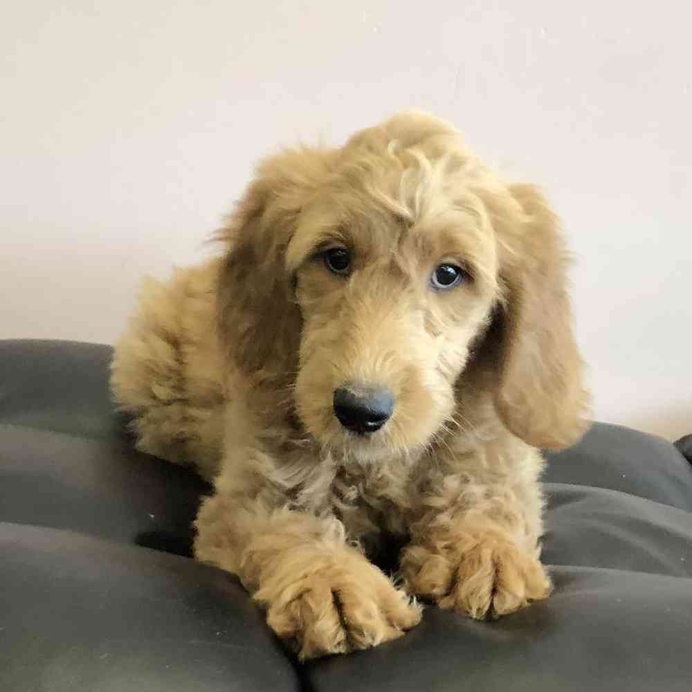 Image of a pet breed in the gallery