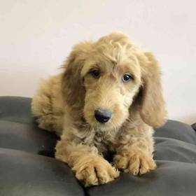 Goldendoodle
