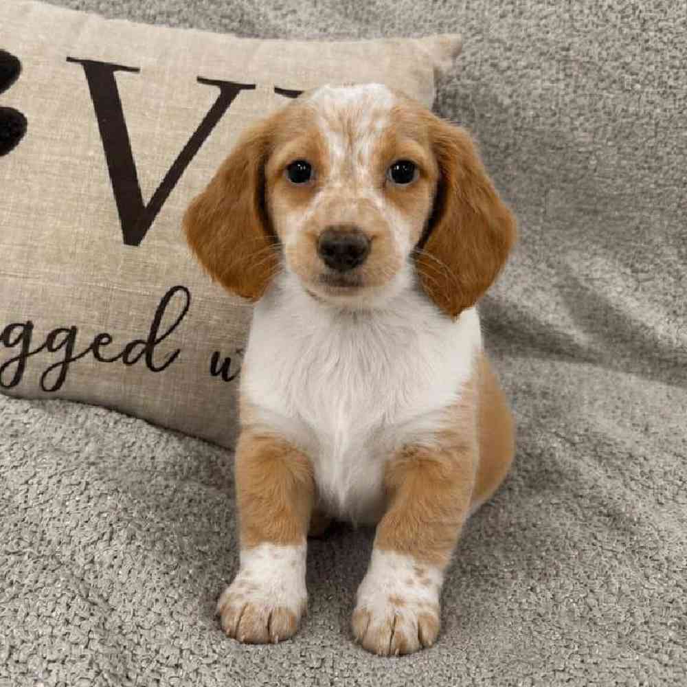 Image of a pet breed in the gallery