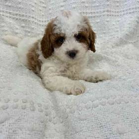 Cavapoo