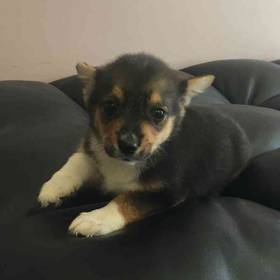 Pembroke Welsh Corgi