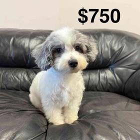 Mini Poodle