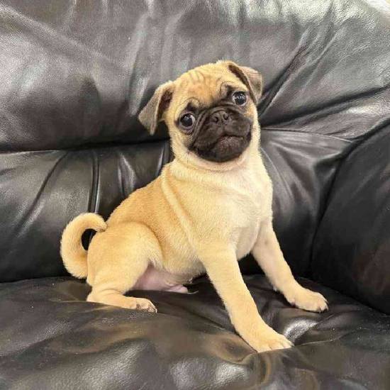 Pug