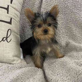 Yorkie