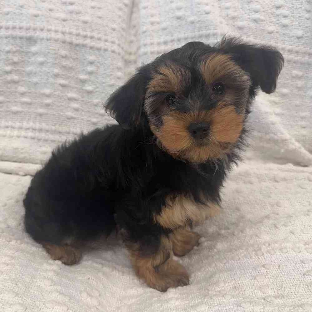 Image of a pet breed in the gallery