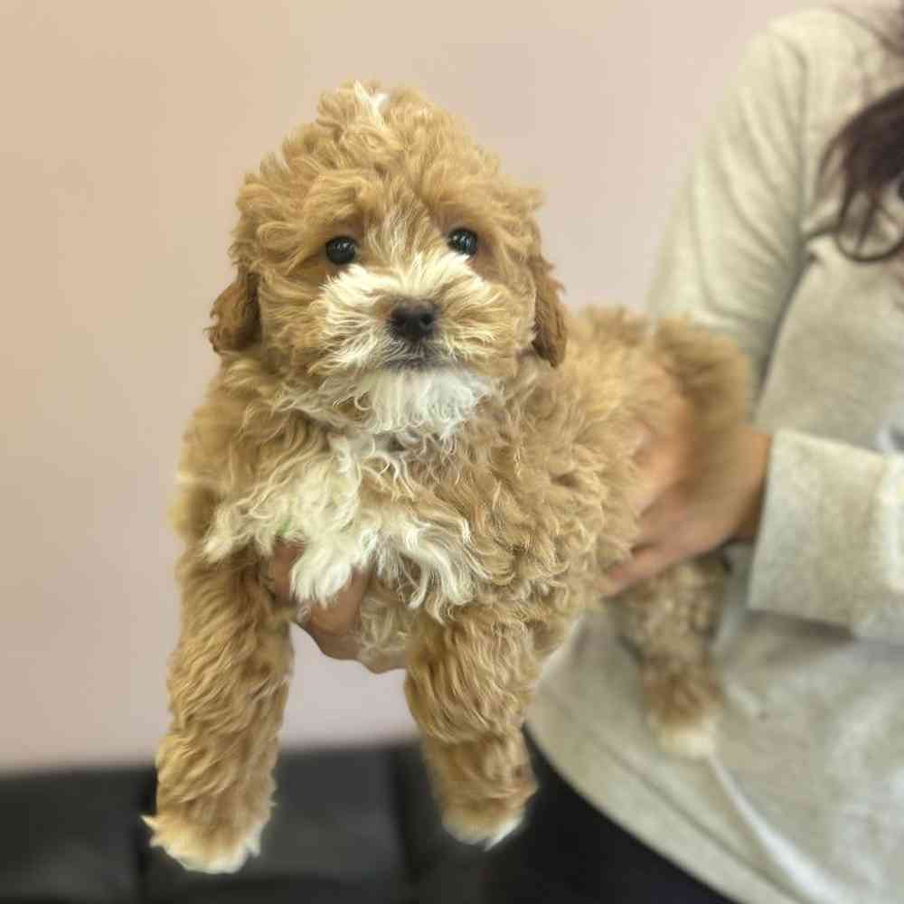 Male Mini Goldendoodle Puppy for Sale in Scituate, RI