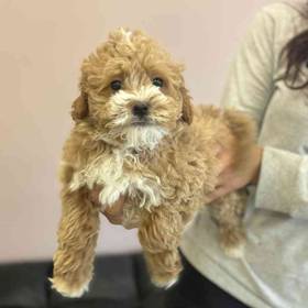 Mini Goldendoodle