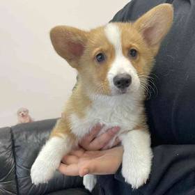 Pembroke Welsh Corgi