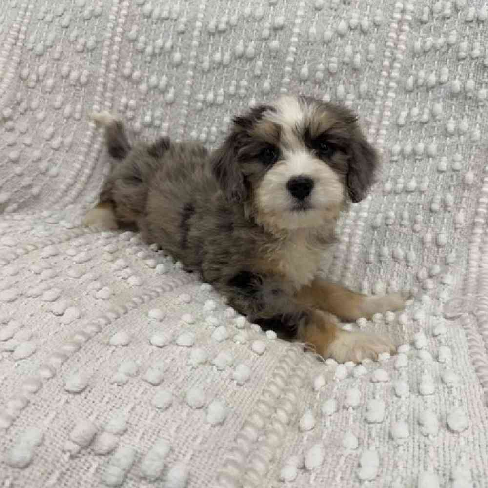 carousel pet images