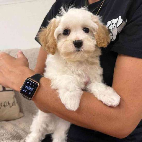 Cavachon