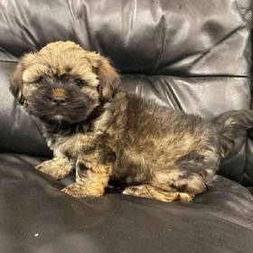Havanese