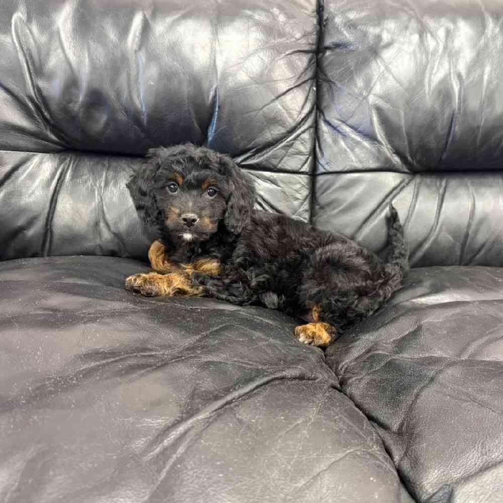 carousel pet images
