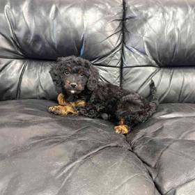 Cavapoo
