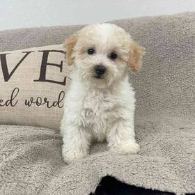Bichon-Poo