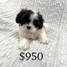 Shih Tzu