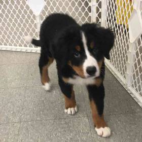 Bernese Mountain Dog