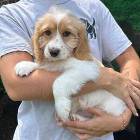 Cavapoo