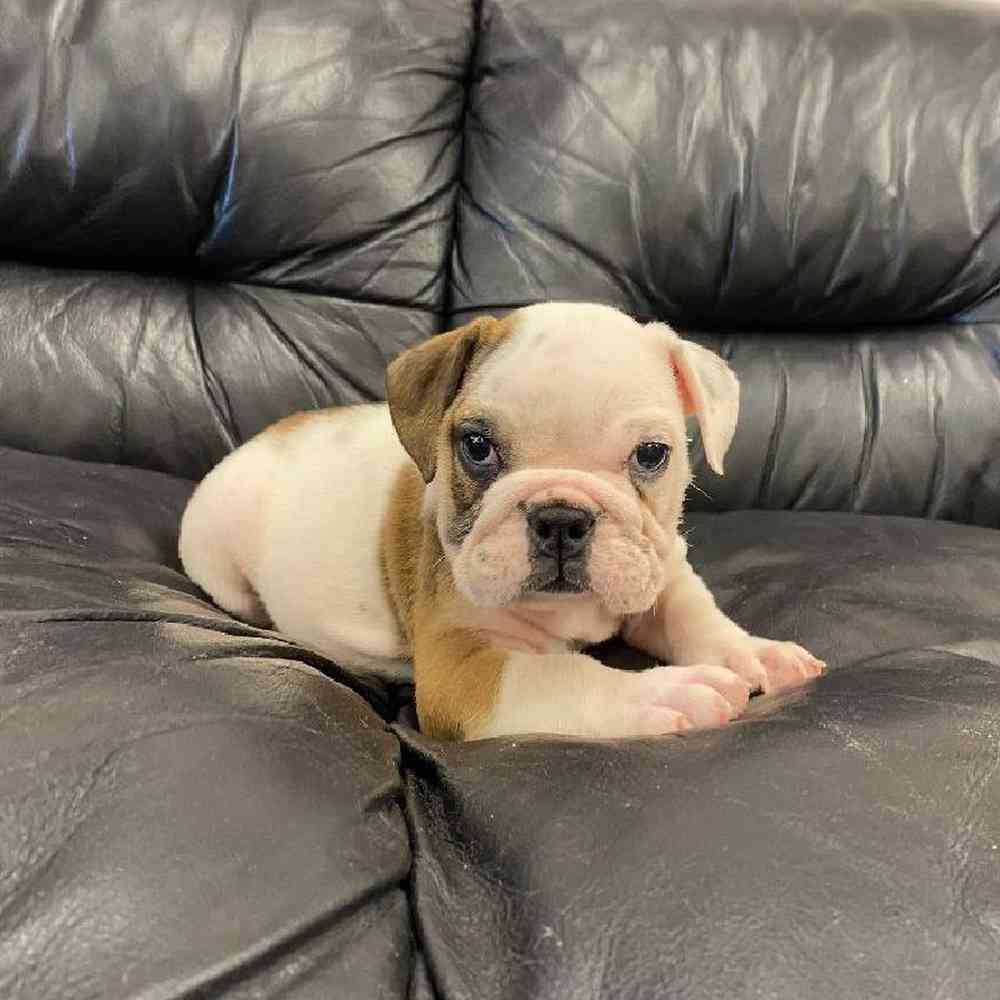 Male english bulldog deals puppies for sale