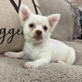 Chihuahua