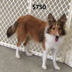 Sheltie