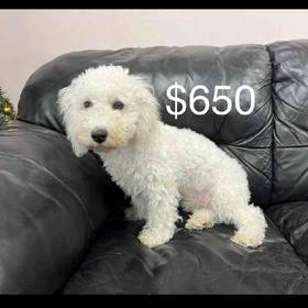 Bichon