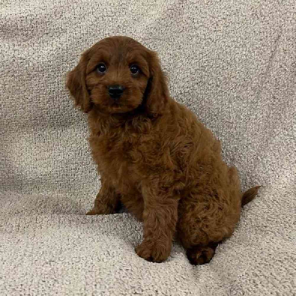 carousel pet images